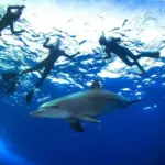 Swimming with wild dolphins Hurghada Dolphin House Shaab El Fanous.