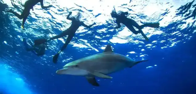 Dolphin House