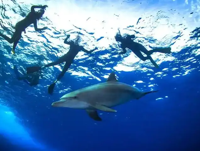 Dolphin House
