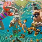 Shaab El Fanous reef Hurghada dolphins and coral gardens snorkeling