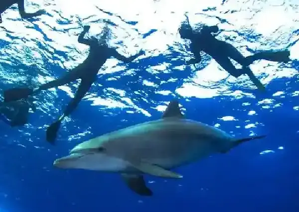 Wild dolphins swimming in the sea near a private boat in Hurghada.