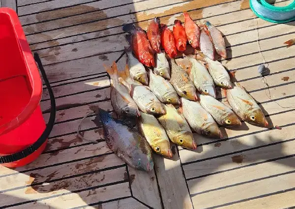 Fish after being caught, private boat trip, Hurghada