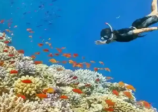 Tourists snorkeling and exploring vibrant coral reefs in the Red Sea.