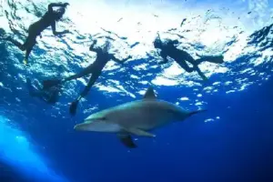 Private Speedboat Rental Hurghada