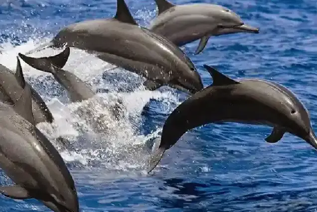 Watching wild dolphins in Hurghada on a Private Boat Trip