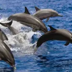 dolphin watching hurghada