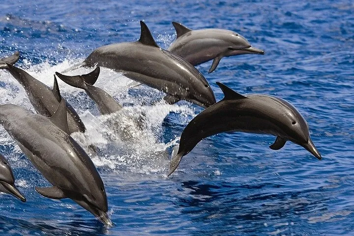 dolphin watching hurghada