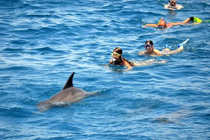 dolphin watching hurghada