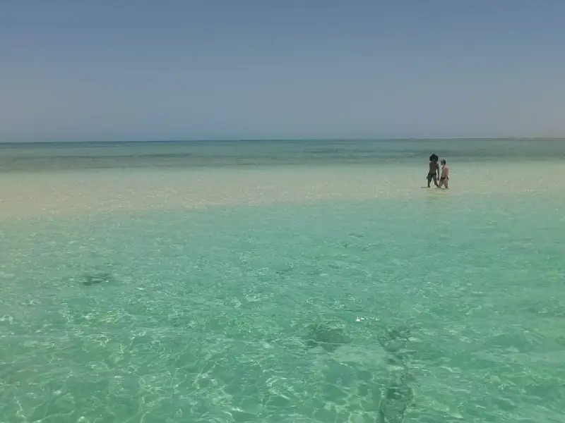 private dolphin trip hurghada