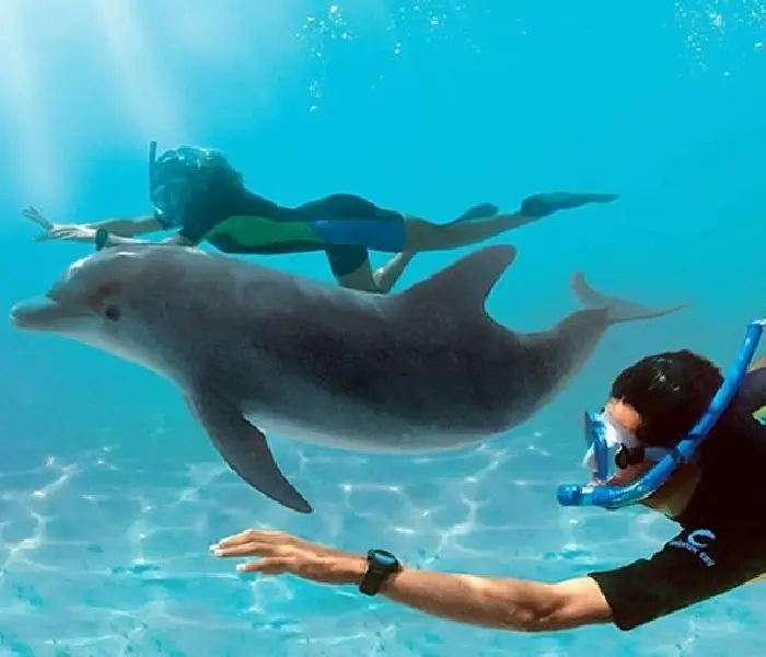 private dolphin trip hurghada