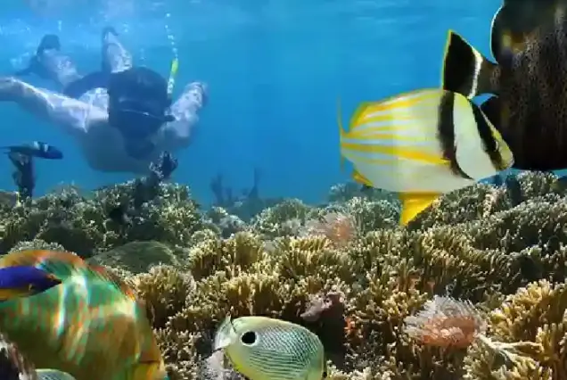 Snorkeling over vibrant coral reefs during Private Speedboat Tour Hurghada Orange Bay