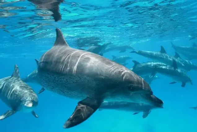 private dolphin trip hurghada