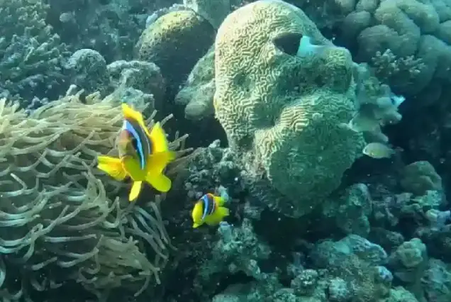 private boat trip hurghada snorkeling