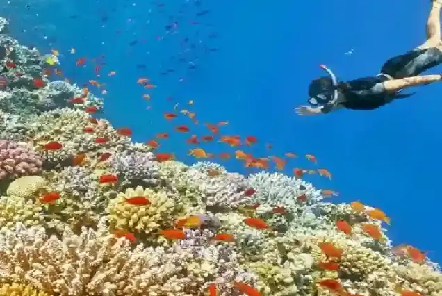 private boat trip hurghada snorkeling