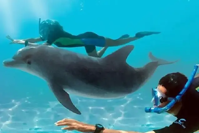 private dolphin trip hurghada