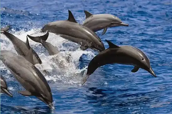 private dolphin trip hurghada