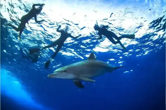 private dolphin trip hurghada