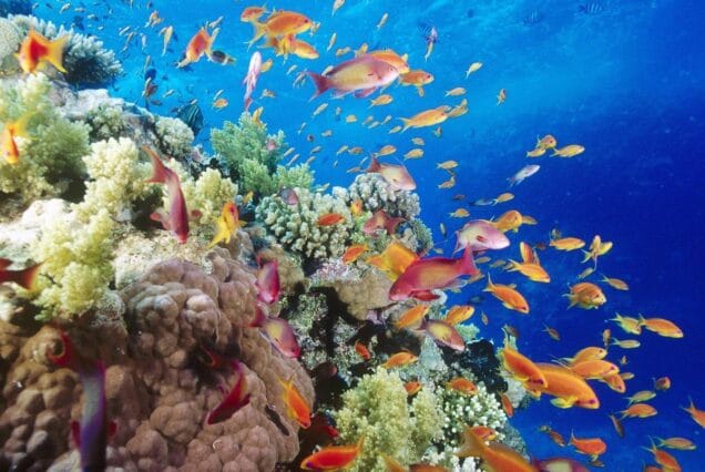 private boat trip hurghada
