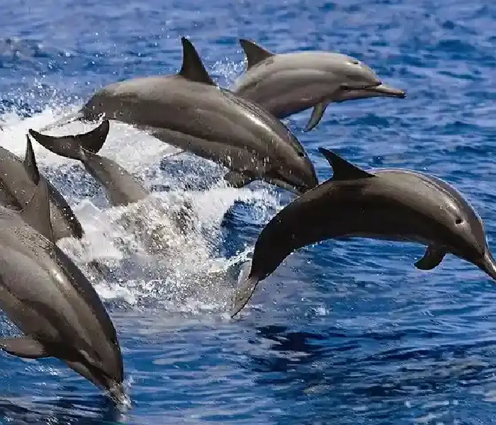 wild dolphin watching hurghada