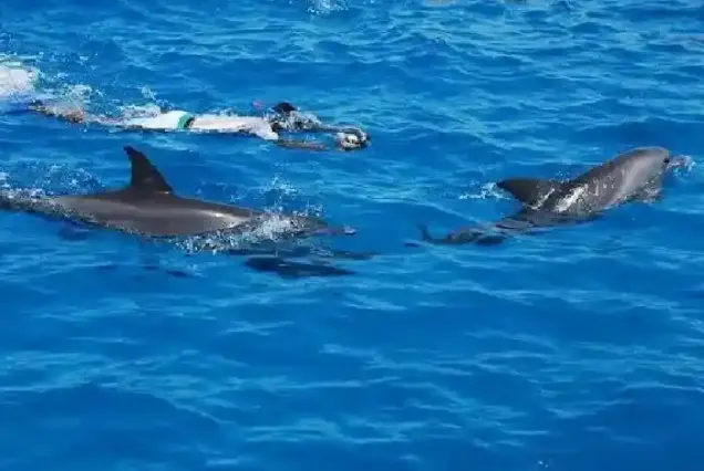 wild dolphin watching hurghada