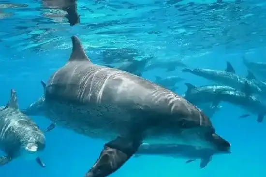 wild dolphin watching hurghada