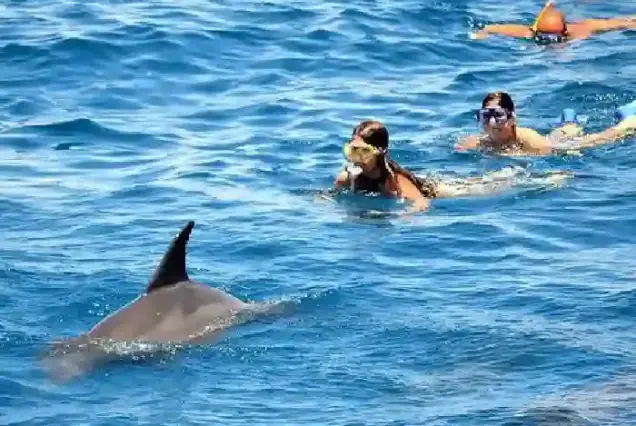 wild dolphin watching hurghada