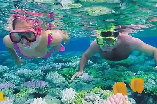 wild dolphin watching hurghada