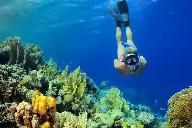 wild dolphin watching hurghada