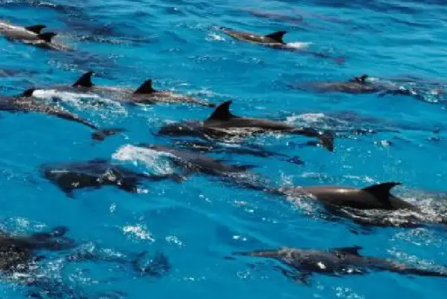 wild dolphin watching hurghada