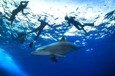 wild dolphin watching hurghada