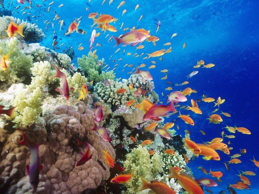 Best Snorkeling Spots Hurghada